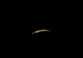 Thumbnail for version as of 06:06, 26 May 2026