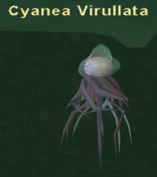 Cyanea Virullata